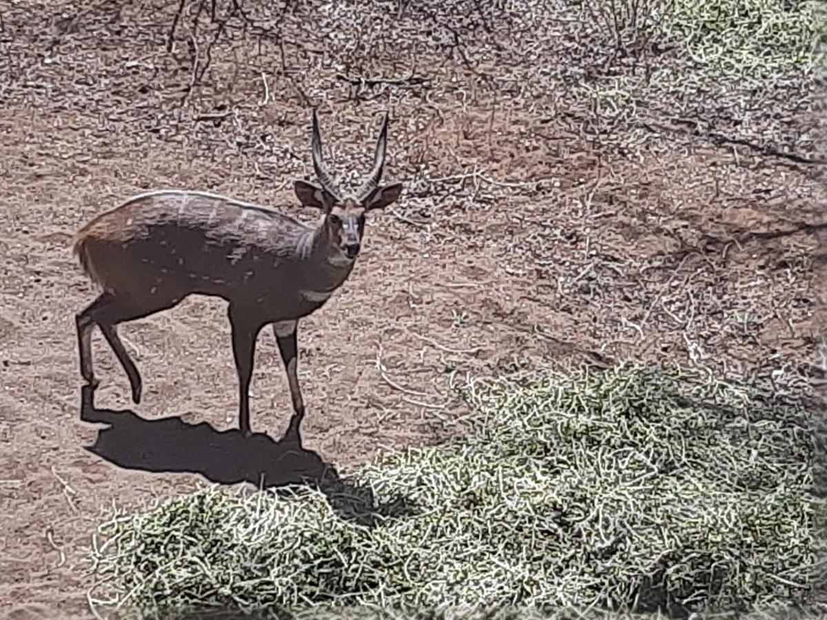 African Bush Escape มาร์ลอทพาร์ค ภายนอก รูปภาพ