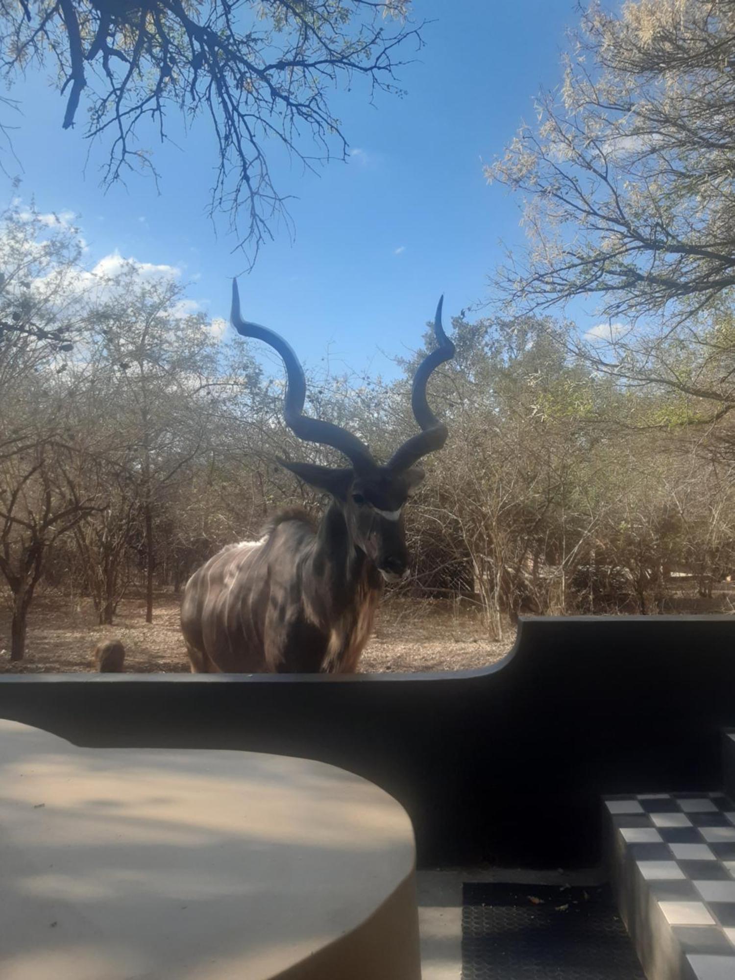 African Bush Escape มาร์ลอทพาร์ค ภายนอก รูปภาพ