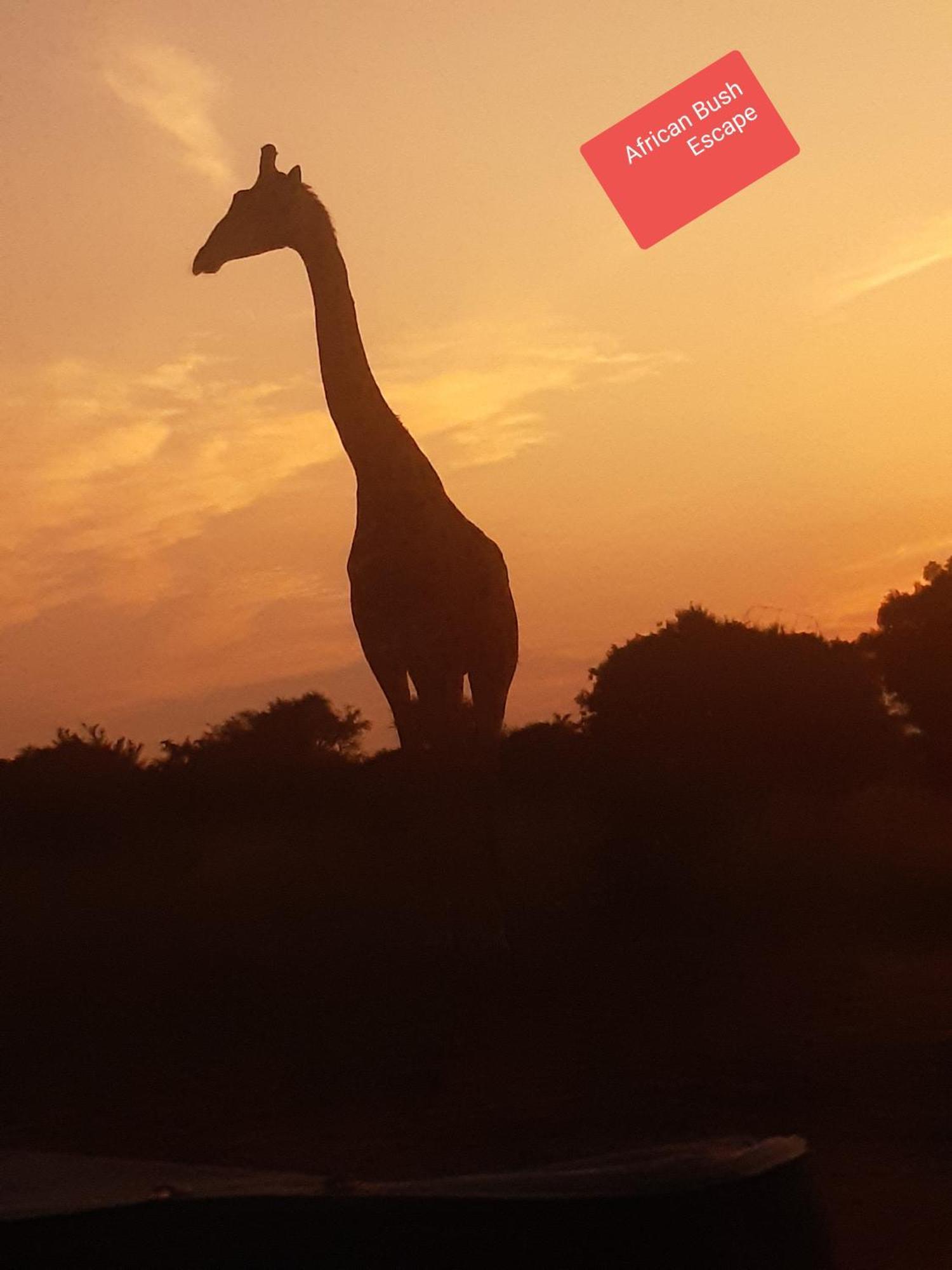 African Bush Escape มาร์ลอทพาร์ค ภายนอก รูปภาพ