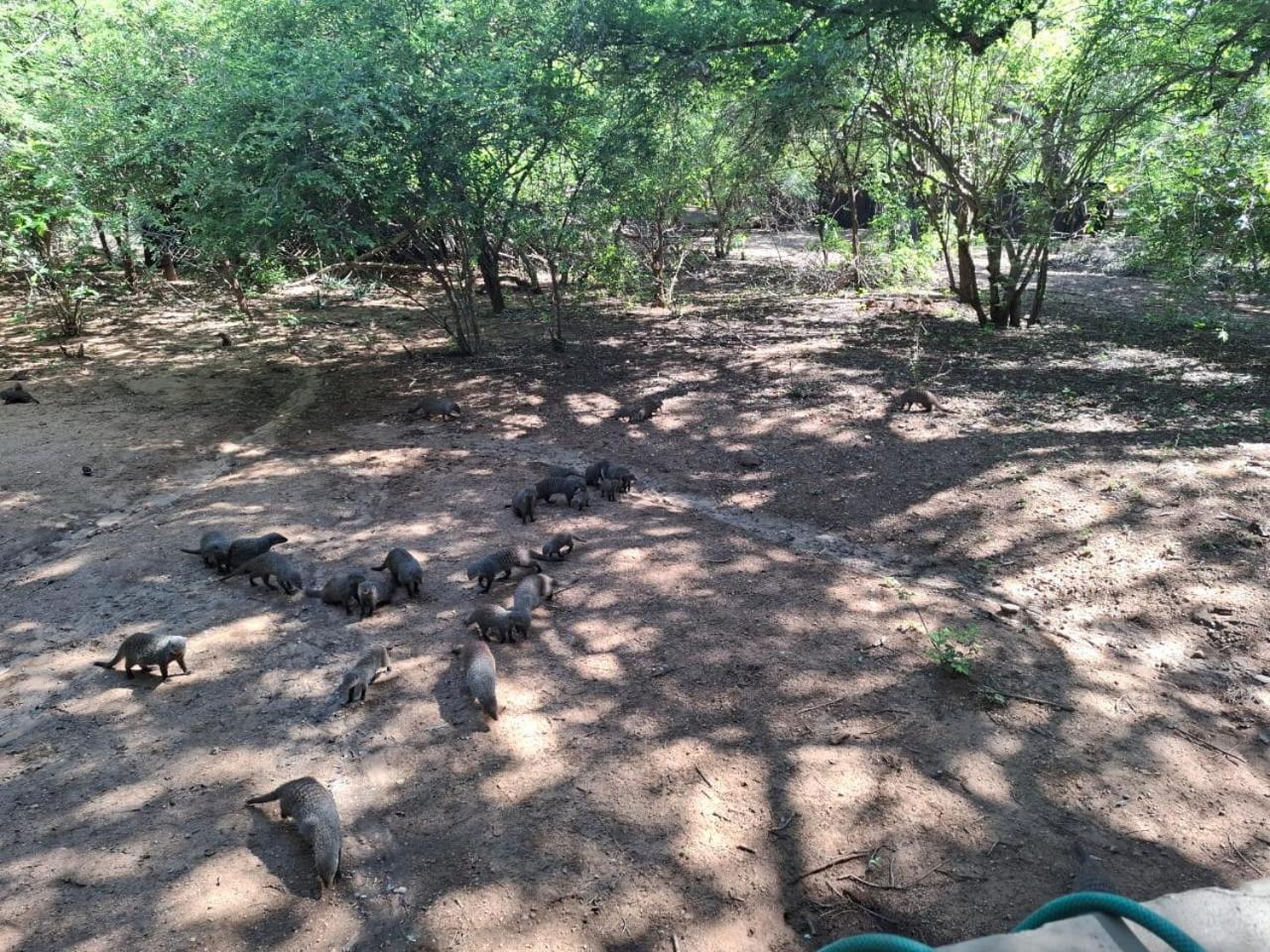 African Bush Escape มาร์ลอทพาร์ค ภายนอก รูปภาพ