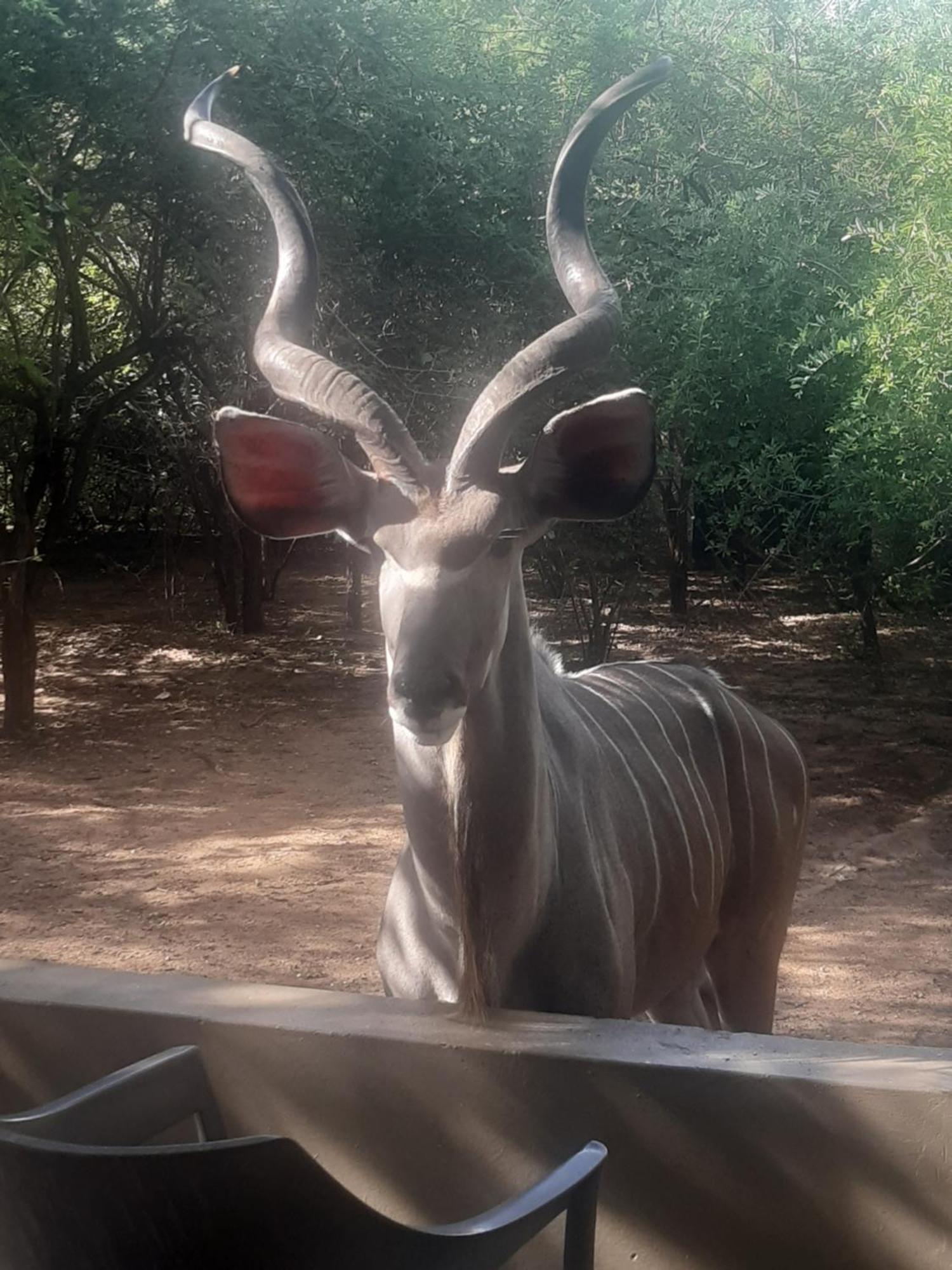 African Bush Escape มาร์ลอทพาร์ค ภายนอก รูปภาพ