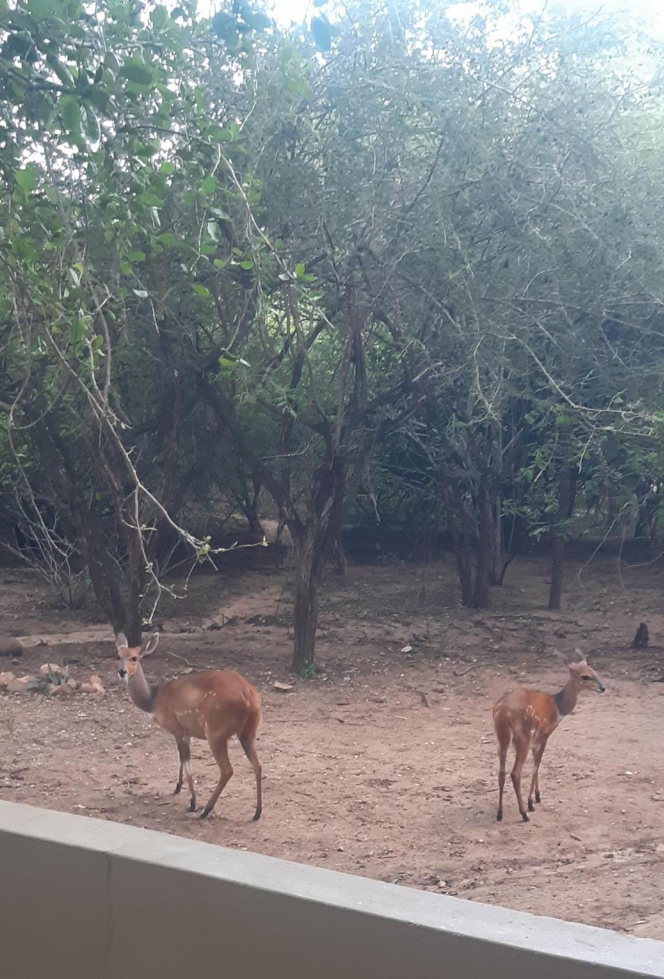 African Bush Escape มาร์ลอทพาร์ค ภายนอก รูปภาพ