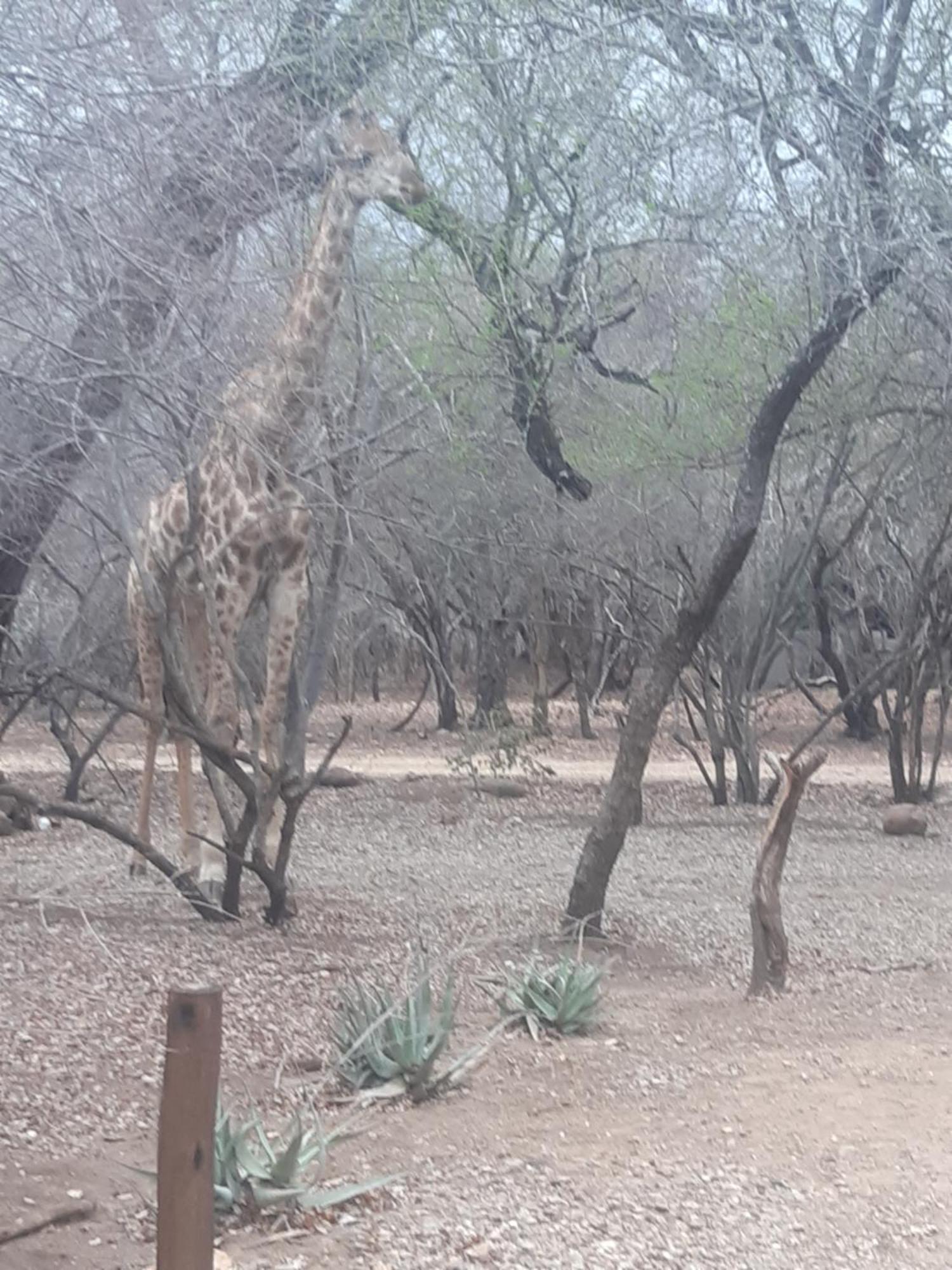 African Bush Escape มาร์ลอทพาร์ค ภายนอก รูปภาพ